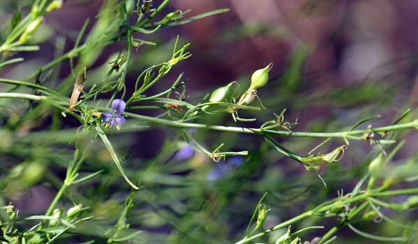 Carlowrightia linearifolia, Heath Wrightwort, Southwest Desert Flora